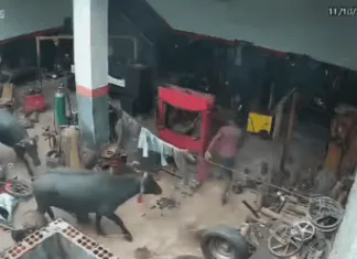 Búfalos invadem oficina e causam pânico em Viana