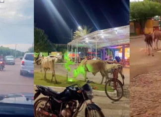 Prefeitura de Coroatá reforça campanha para evitar animais soltos nas ruas