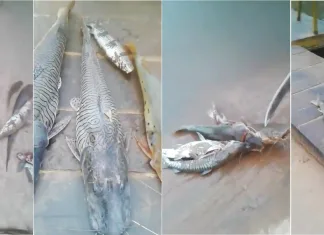 Peixes aparecem mortos no Rio Itapecuru e levanta suspeitas de crime ambiental em Codó (MA)