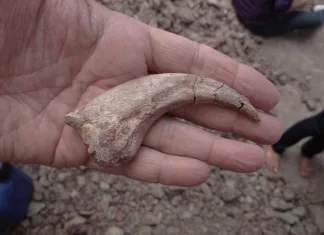 Coroatá se torna palco de expedição internacional para recuperar fósseis de dinossauro inédito