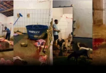 Escândalo Sanitário: Matadouro de Nova Iorque do MA funciona em meio a sujeira, cães e carne no chão